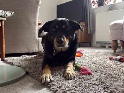 Billy, a 5 years old male Collie available for adoption from Dogs Trust in Devon