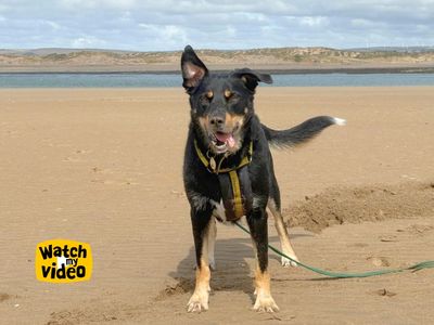 Billy, a 5 years old male Labrador X Collie available for adoption from Dogs Trust in Devon