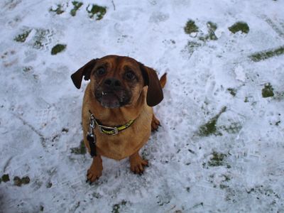 Barney | Dachshund (Wire Haired) Cross | Manchester - 3