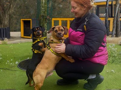 Barney | Dachshund (Wire Haired) Cross | Manchester - 5