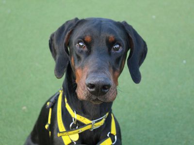 George | Dobermann | Glasgow - 5