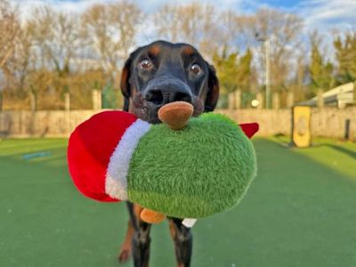 George, a 3 years old male Dobermann available for adoption from Dogs Trust in Scotland