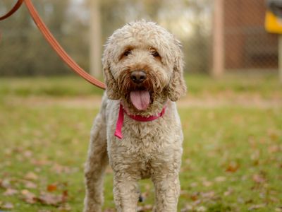 Frank | Spaniel (Cocker) Cross | Kenilworth (West Midlands) - 3