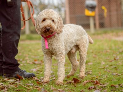 Frank | Spaniel (Cocker) Cross | Kenilworth (West Midlands) - 2