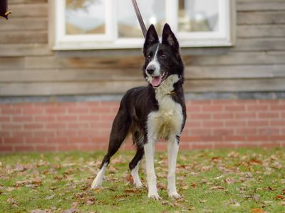 Tia | Collie (Border) | Kenilworth (West Midlands) - 3