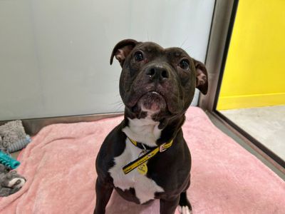 Saffi | Terrier (Staffordshire Bull) | Basildon (Essex) - 3