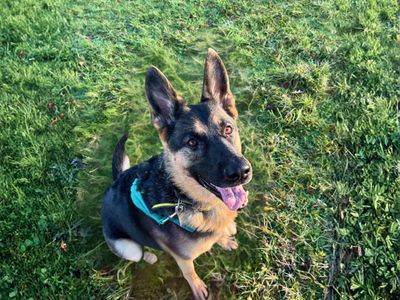 Anna | German Shepherd Dog | Salisbury (Wiltshire) - 5