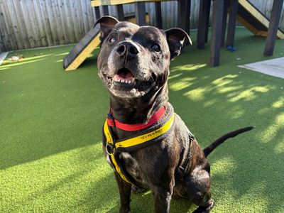 Rio | Terrier (Staffordshire Bull) | Cardiff - 5