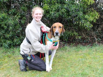 Wagner | Foxhound | Salisbury (Wiltshire) - 4