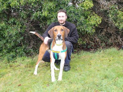 Wagner | Foxhound | Salisbury (Wiltshire) - 2