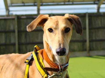 Stretch, a 3 years old male Saluki X available for adoption from Dogs Trust in Wiltshire