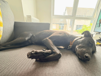 Lenny Longlegs, a 1 year old male Lurcher available for adoption from Dogs Trust in Scotland