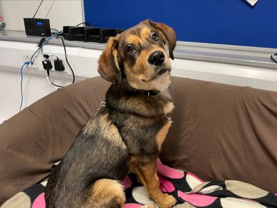 Flump | Crossbreed | Loughborough - 5