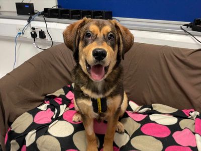 Flump | Crossbreed | Loughborough - 3