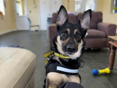 Mya | German Shepherd Dog Cross | Evesham (Worcestershire) - 3