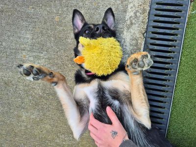 Mya | German Shepherd Dog Cross | Evesham (Worcestershire) - 5
