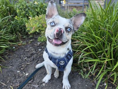 Pooky, a 2 years old female French Bulldog X available for adoption from Dogs Trust in Wales