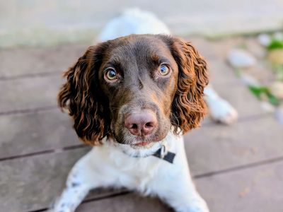 Lester | Spaniel (English Springer) | Cardiff - 3