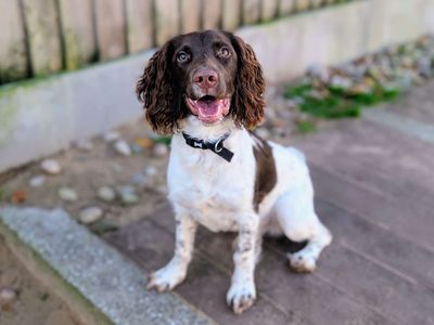 Lester | Spaniel (English Springer) | Cardiff - 5