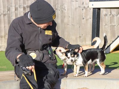 Freyah & Maybelle | Chihuahua (Smooth Coat) | Evesham (Worcestershire) - 2