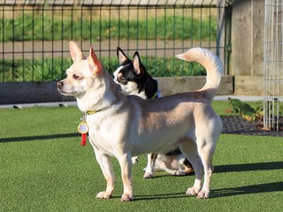 Freyah & Maybelle | Chihuahua (Smooth Coat) | Evesham (Worcestershire) - 3
