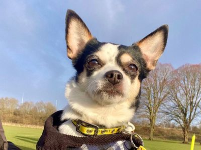 Maybelle | Chihuahua (Smooth Coat) | Evesham (Worcestershire) - 2