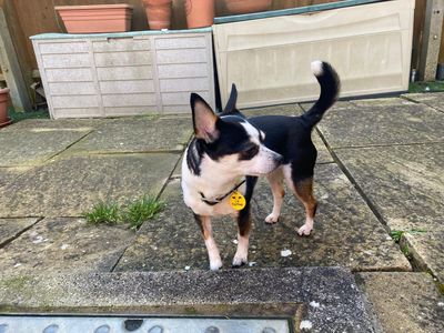 Maybelle | Chihuahua (Smooth Coat) | Evesham (Worcestershire) - 3