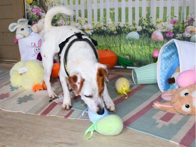 Otto | Terrier (Jack Russell) | Salisbury (Wiltshire) - 3