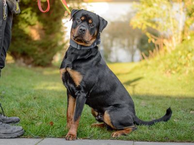 Bosco | Rottweiler | Kenilworth (West Midlands) - 3
