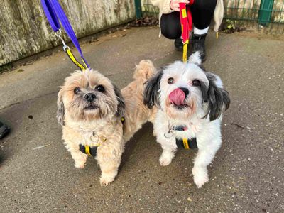 Poppy | Crossbreed | Loughborough - 1