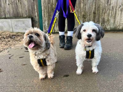 Poppy | Crossbreed | Loughborough - 3