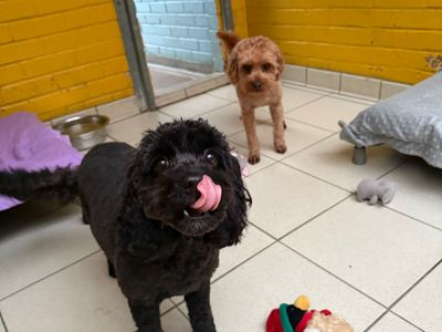 Theo | Spaniel (Cavalier King Charles) Cross | Kenilworth (West Midlands) - 5