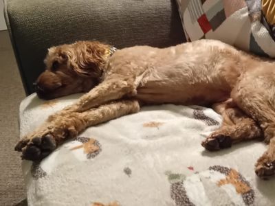 Theo | Spaniel (Cavalier King Charles) Cross | Kenilworth (West Midlands) - 3