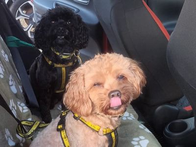 Frankie | Spaniel (Cavalier King Charles) Cross | Kenilworth (West Midlands) - 3