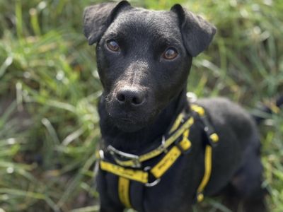 Paddy, a 2 years old male Bull Terrier available for adoption from Dogs Trust in Shropshire