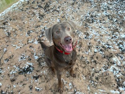Milo | Retriever (Labrador) | Loughborough - 3