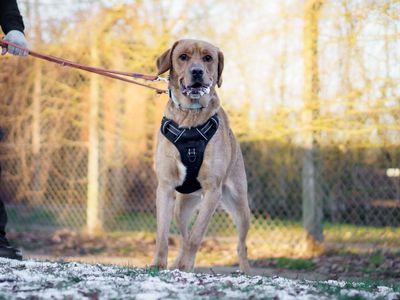 Marlow | Retriever (Golden) Cross | Kenilworth (West Midlands) - 1