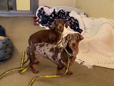 Pippa | Dachshund (Smooth Haired) | Basildon (Essex) - 3