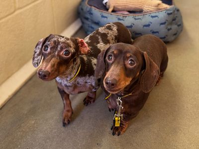 Missy | Dachshund (Smooth Haired) | Basildon (Essex) - 3