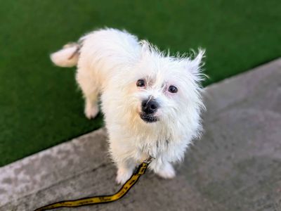 Puffin | Terrier (Jack Russell) Cross | Cardiff - 5
