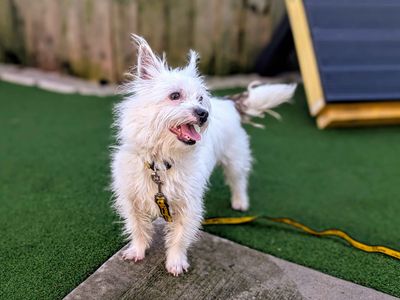 Puffin | Terrier (Jack Russell) Cross | Cardiff - 3