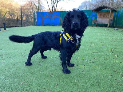Murphy | Spaniel (English Springer) Cross | Ilfracombe - 5