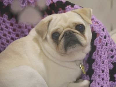 Hugo | Pug | Leeds - 3