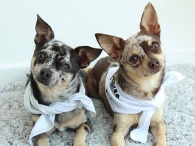 Bruno Mars | Chihuahua (Smooth Coat) | Basildon (Essex) - 3