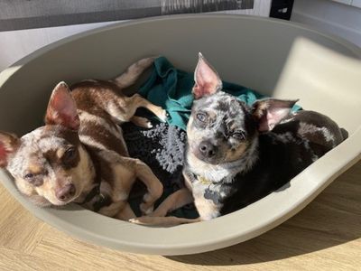 Bruno Mars | Chihuahua (Smooth Coat) | Basildon (Essex) - 5