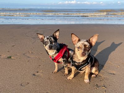 Brody | Chihuahua (Smooth Coat) | Basildon (Essex) - 3