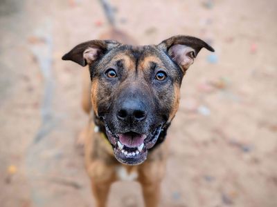 Shelby | German Shepherd Dog Cross | Cardiff - 5