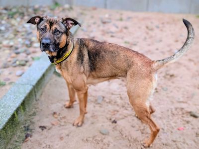Shelby | German Shepherd Dog Cross | Cardiff - 3
