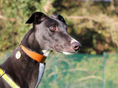 Samson | Greyhound | Merseyside (Liverpool) - 2