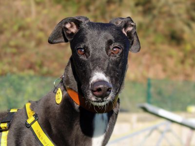 Samson | Greyhound | Merseyside (Liverpool) - 3